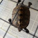 ニホンイシガメ7匹の里親募集　