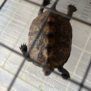ニホンイシガメ7匹の里親募集　