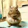 degu_3_