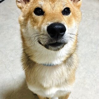 柴犬の里親募集です
