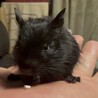里親募集 サムネイル2