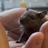 里親募集 サムネイル3