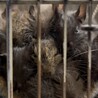 里親募集 サムネイル4
