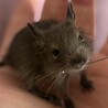 里親募集 サムネイル5