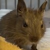 里親募集 サムネイル6