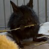 里親募集 サムネイル7