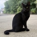黒猫1歳の男の子⭐︎大人しく人慣れ済みの甘えん坊！