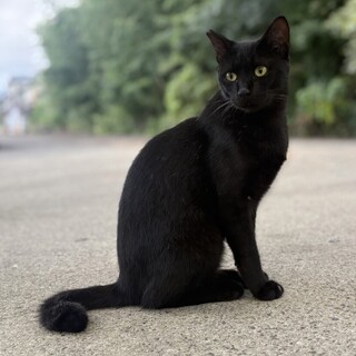 黒猫1歳の男の子⭐︎大人しく人慣れ済みの甘えん坊！