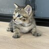 ちょっとパステルなキジトラの女の子 サムネイル3