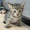 ちょっとパステルなキジトラの女の子 サムネイル4