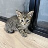 ちょっとパステルなキジトラの女の子 サムネイル5
