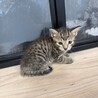 ちょっとパステルなキジトラの女の子 サムネイル6