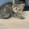 ちょっとパステルなキジトラの女の子 サムネイル7