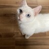 ブルーの瞳がチャームポイント サムネイル3