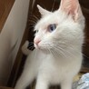 ブルーの瞳がチャームポイント サムネイル4