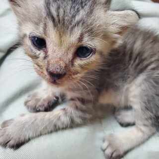 子猫を保護しました。