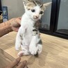 可愛いサバシロの女の子 サムネイル2