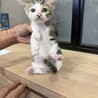 可愛いサバシロの女の子 サムネイル4