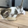 可愛いサバシロの女の子 サムネイル5