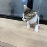 可愛いサバシロの女の子 サムネイル7