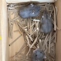 ジャンガリアンハムスターの赤ちゃん