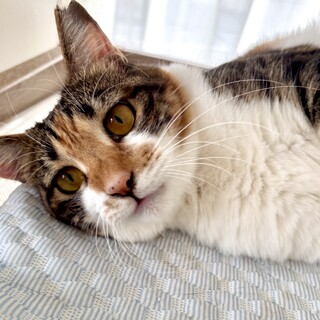 りんご猫のらみちゃん♀10/4横浜譲渡会