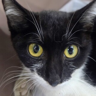 ケガをして助けを求めた仔猫「スグリ」
