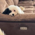 マルプー　オス　