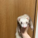 大切に育ててくれる方募集します！