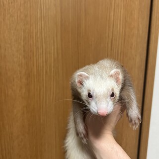 大切に育ててくれる方募集します！