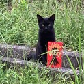 遊ぶの大好きな寂しがりやの可愛い黒猫くん