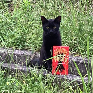 遊ぶの大好きな寂しがりやの可愛い黒猫くん