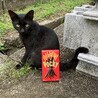 遊ぶの大好きな寂しがりやの可愛い黒猫くん サムネイル2
