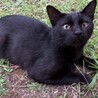 遊ぶの大好きな寂しがりやの可愛い黒猫くん サムネイル3