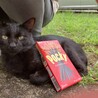 遊ぶの大好きな寂しがりやの可愛い黒猫くん サムネイル4