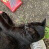 遊ぶの大好きな寂しがりやの可愛い黒猫くん サムネイル5