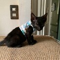 人懐こい黒猫 たこわさ君