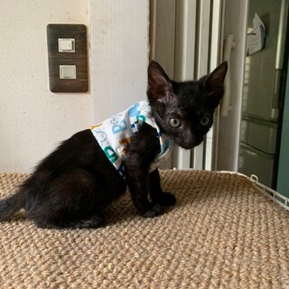 人懐こい黒猫 たこわさ君