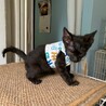 人懐こい黒猫 たこわさ君 サムネイル3