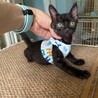 人懐こい黒猫 たこわさ君 サムネイル4