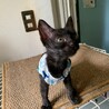 人懐こい黒猫 たこわさ君 サムネイル5