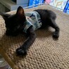 人懐こい黒猫 たこわさ君 サムネイル7