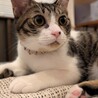 子猫推定6カ月男の子の里親募集