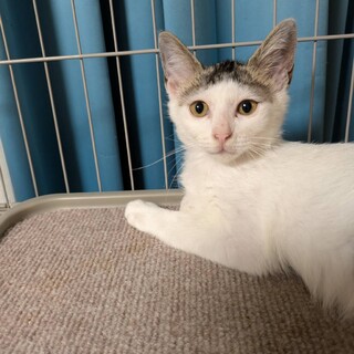 【9/20⭐️泉大津にて譲渡会】参加猫ななちゃん