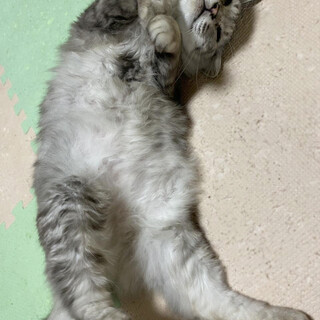 【9/20⭐️泉大津にて譲渡会】参加猫サンくん