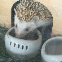 ハル