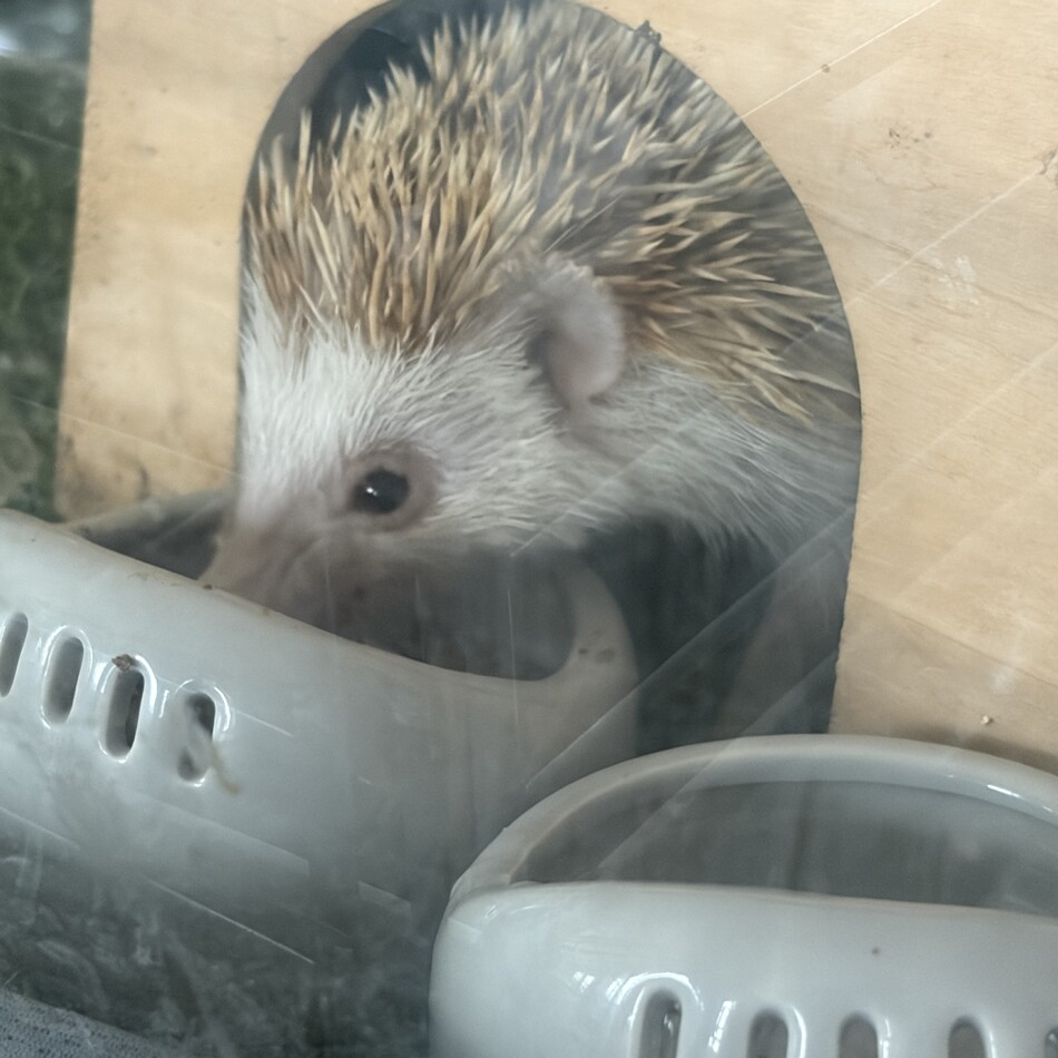 ハルのカバー写真