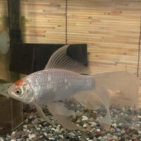 金魚