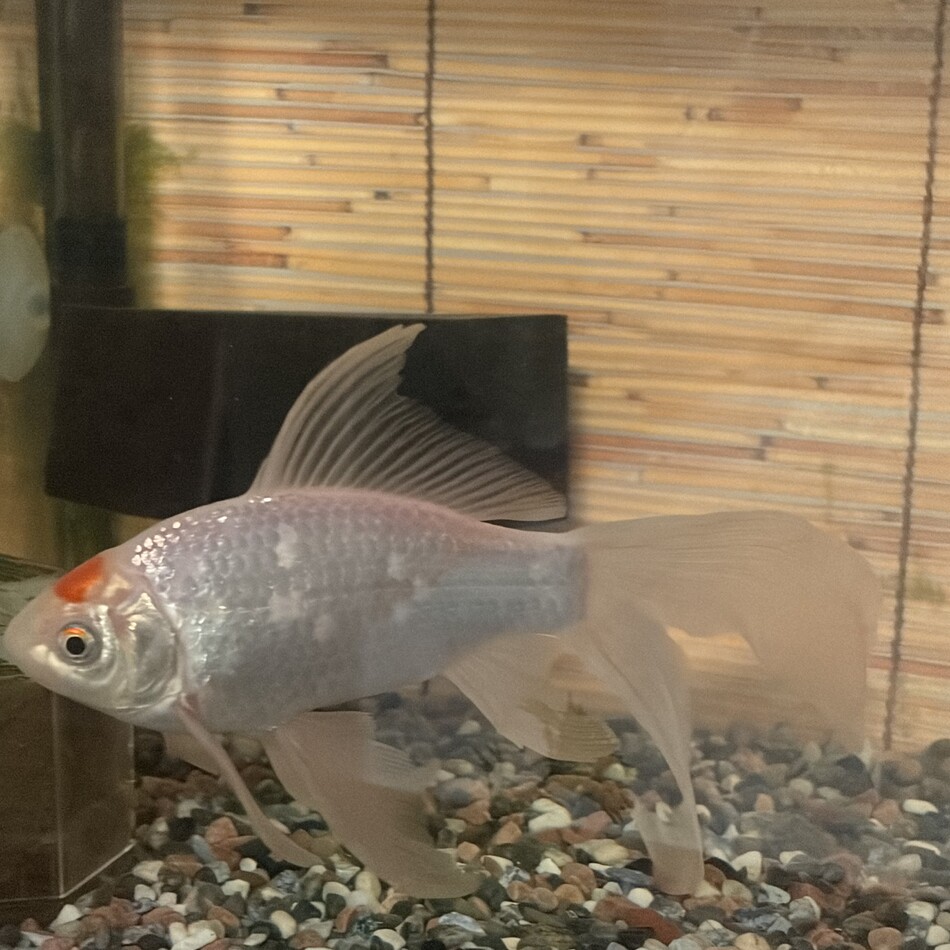 金魚のカバー写真
