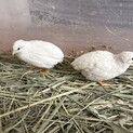 ヒメウズラ　オス　2匹　シロヒメ　1歳